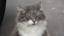 cat