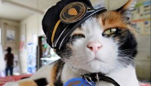 cat