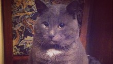 cat