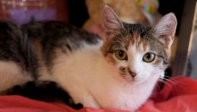 cat