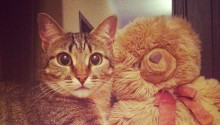 cat