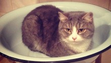 cat