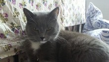 cat