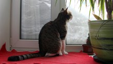 cat