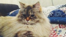 cat