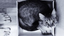 cat