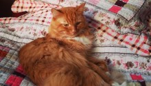 cat