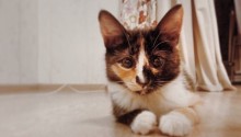 cat