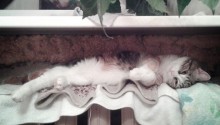 cat