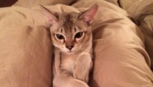 cat