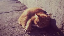 cat