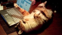cat