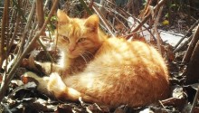 cat