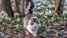 cat