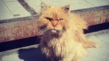 cat