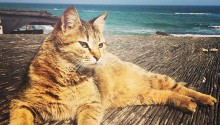 cat
