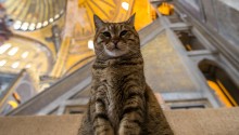 cat