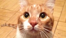 cat