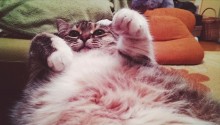 cat