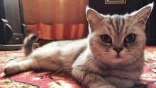 cat