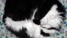 cat