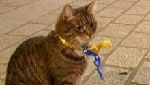 cat