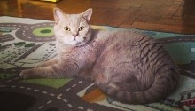 cat