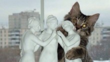 cat