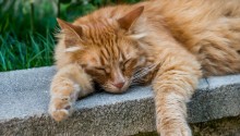 cat