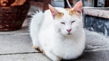 cat