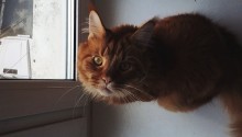 cat