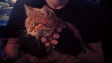 cat