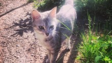 cat