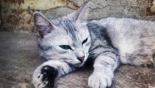 cat