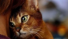 cat