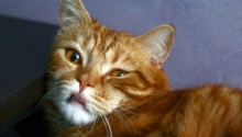 cat