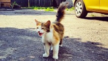 cat