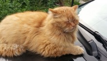 cat