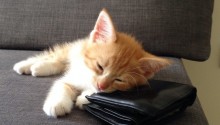 cat