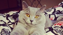 cat