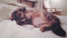 cat