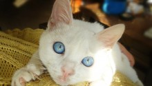 cat