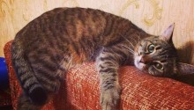 cat