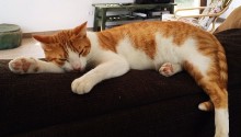 cat