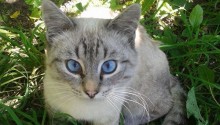 cat