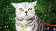 cat