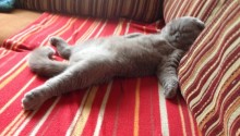 cat