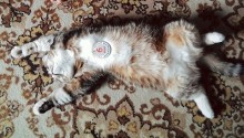 cat