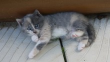 cat