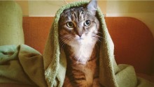 cat